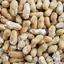 تصویر 4 از بادام زمینی غلاف‌ دار تازه آستانه گزینه‌ ای عالی برای بازار